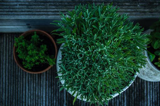 Some plants on deck. Some plants on deck